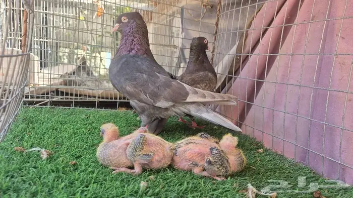 حمام قلابي قطايف فواخر 8