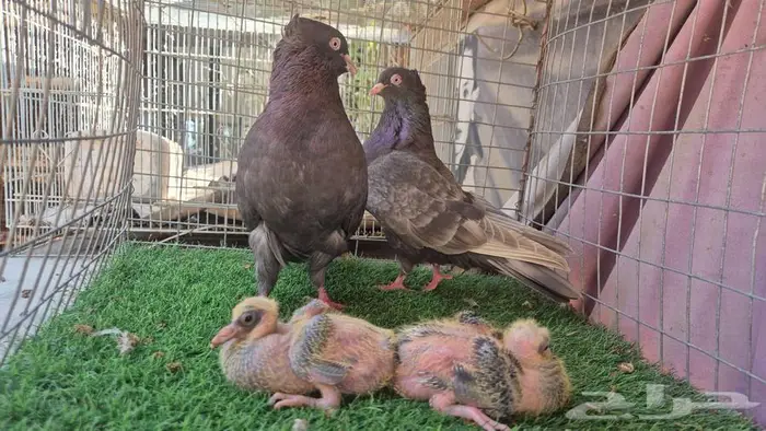 حمام قلابي قطايف فواخر 10