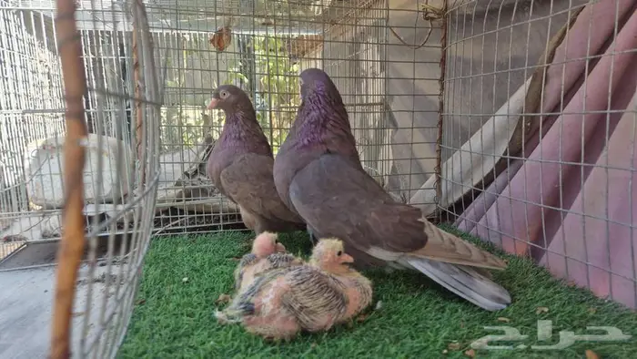 حمام قلابي قطايف فواخر 28