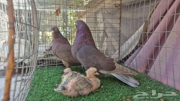 حمام قلابي قطايف فواخر 29