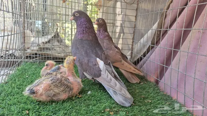 حمام قلابي قطايف فواخر 30