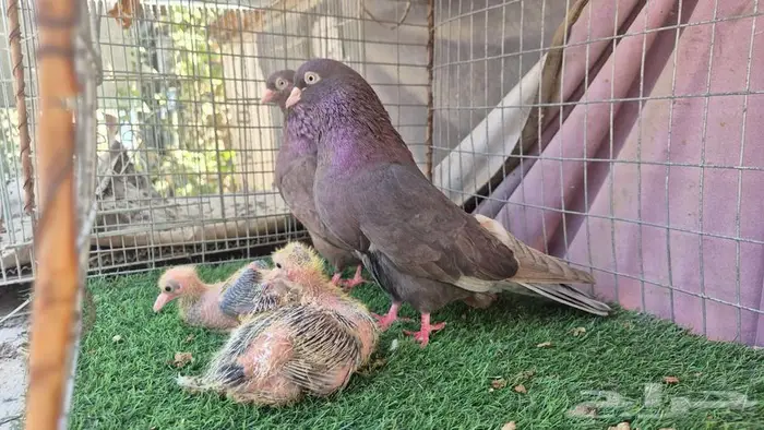 حمام قلابي قطايف فواخر 32