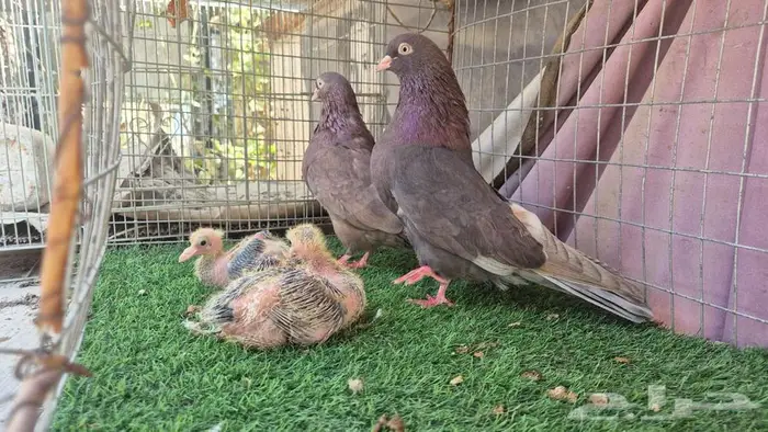 حمام قلابي قطايف فواخر 31