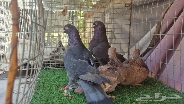 حمام قلابي قطايف فواخر 16