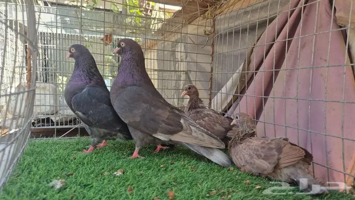 حمام قلابي قطايف فواخر 18