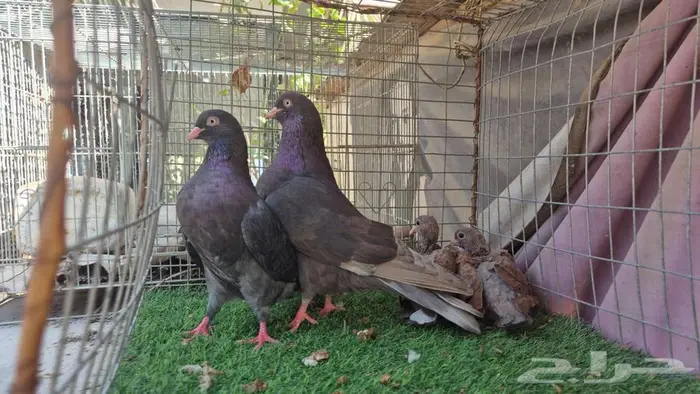 حمام قلابي قطايف فواخر 19