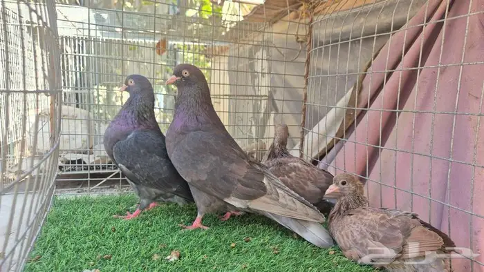 حمام قلابي قطايف فواخر 20