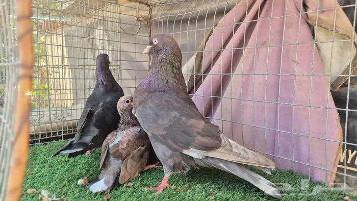 حمام قلابي قطايف فواخر 22