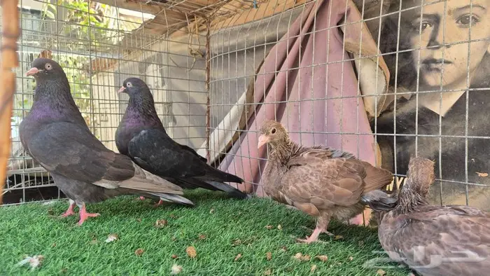 حمام قلابي قطايف فواخر 17