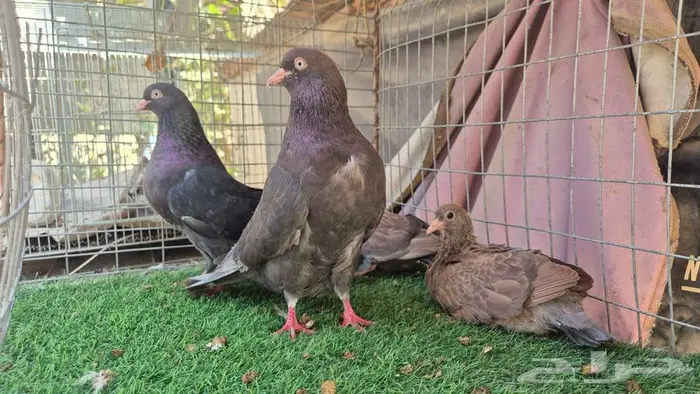 حمام قلابي قطايف فواخر 23