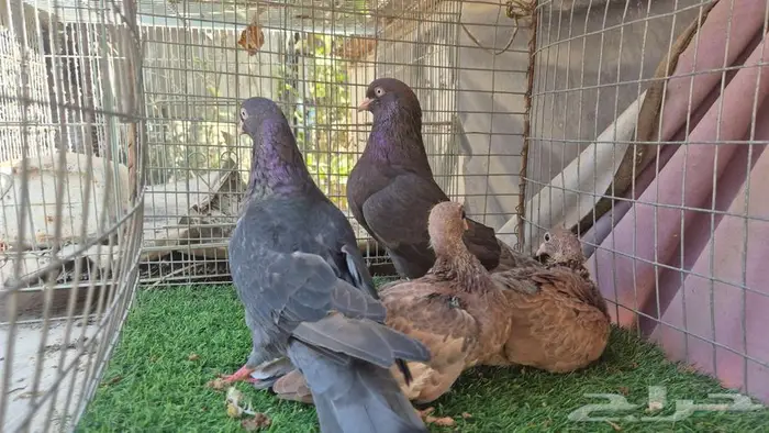 حمام قلابي قطايف فواخر 24