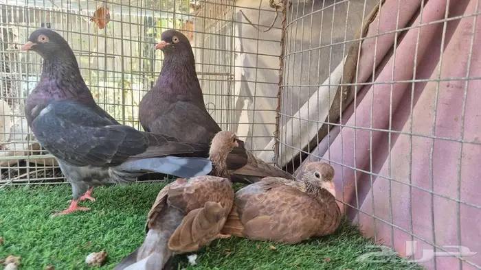 حمام قلابي قطايف فواخر 26