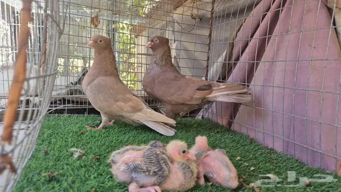 حمام قلابي قطايف فواخر 33