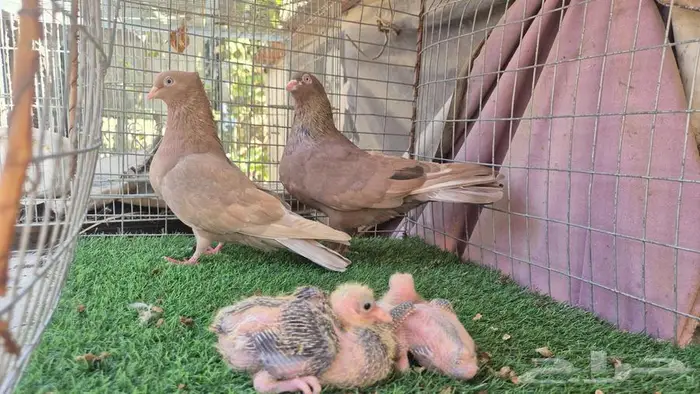 حمام قلابي قطايف فواخر 34