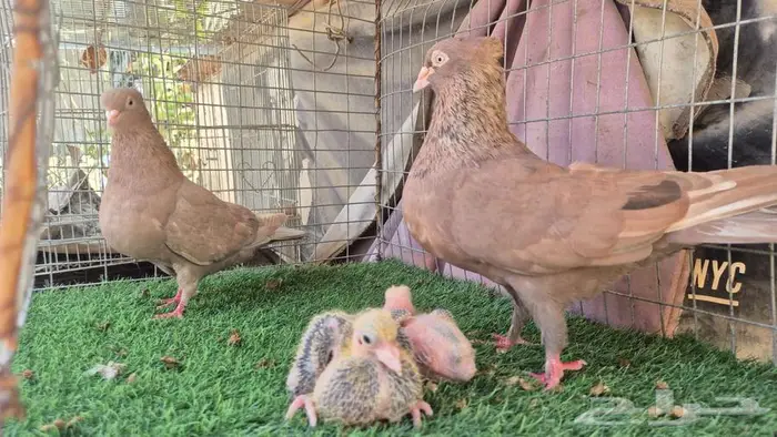 حمام قلابي قطايف فواخر 35