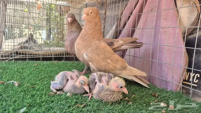 حمام قلابي قطايف فواخر 39