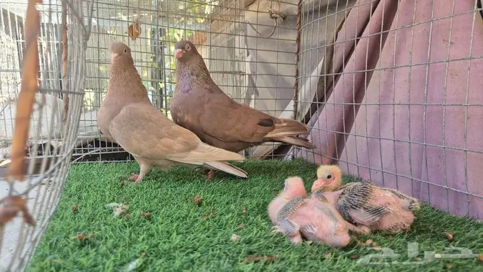 حمام قلابي قطايف فواخر 38