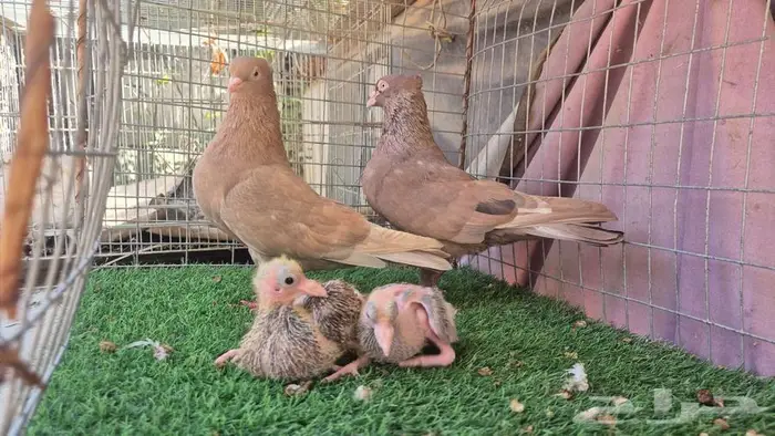 حمام قلابي قطايف فواخر 36