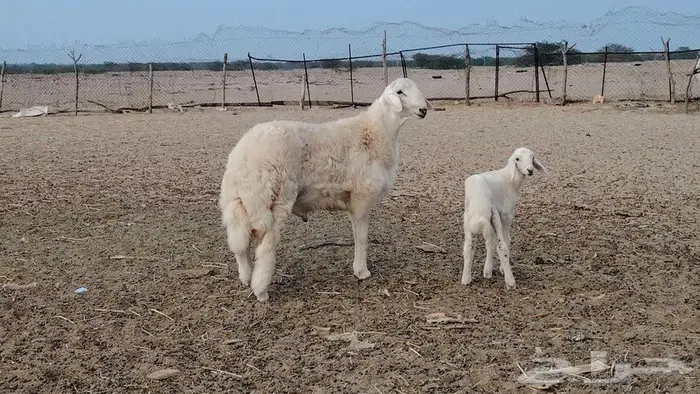 جذع مشروط تم البيع 0