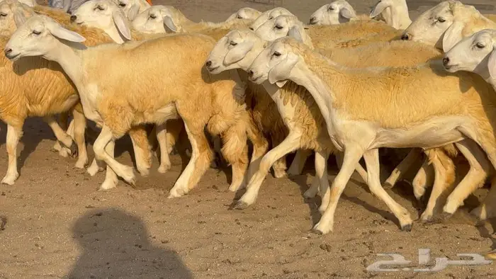 رخال صنف 35 بالفحل 4