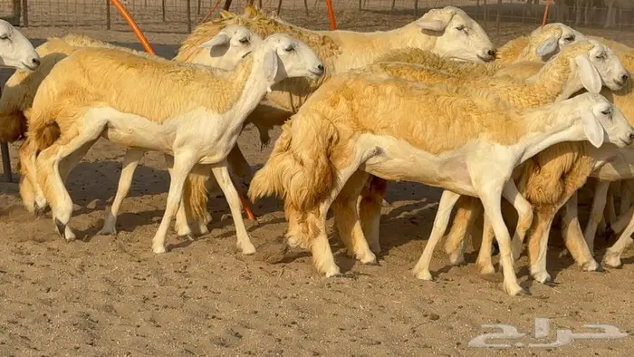 رخال صنف 35 بالفحل 2