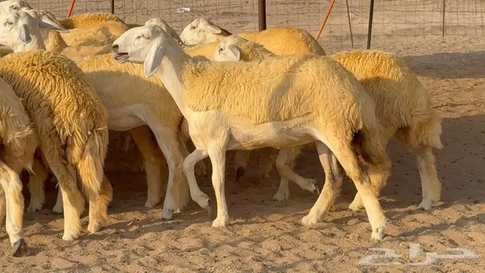 رخال صنف 35 بالفحل 10