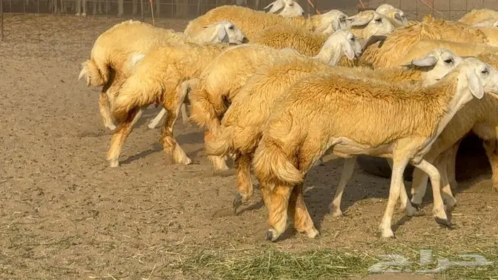 رخال صنف 35 بالفحل 5