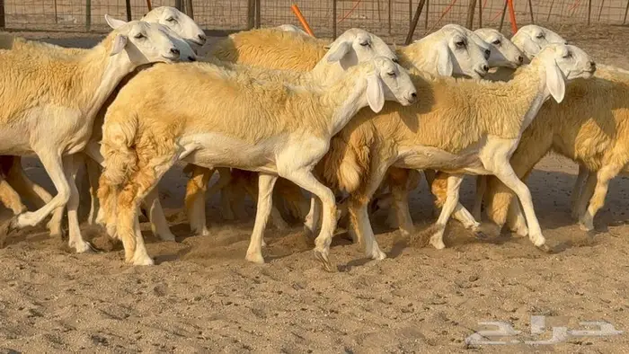 رخال صنف 35 بالفحل 7