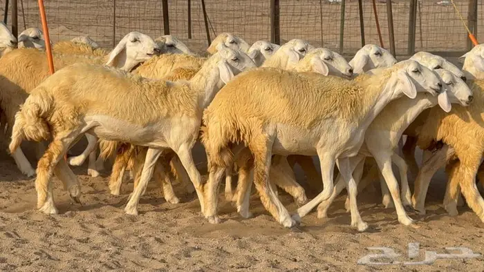 رخال صنف 35 بالفحل 6