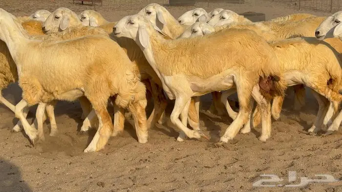 رخال صنف 35 بالفحل 18