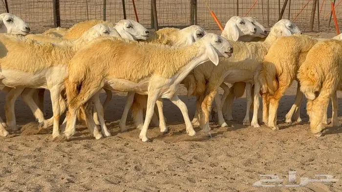 رخال صنف 35 بالفحل 19