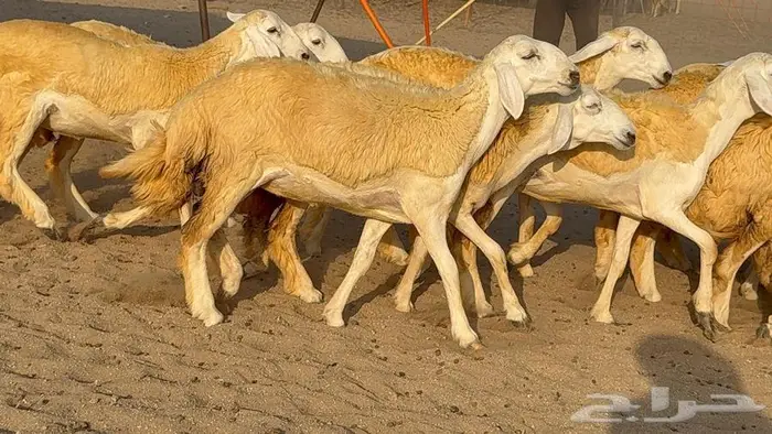 رخال صنف 35 بالفحل 8