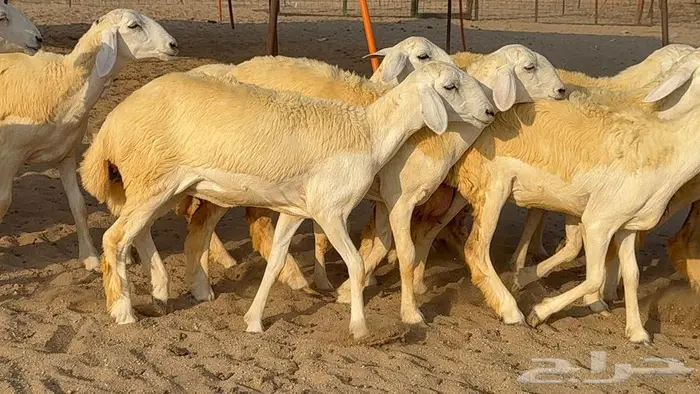 رخال صنف 35 بالفحل 16