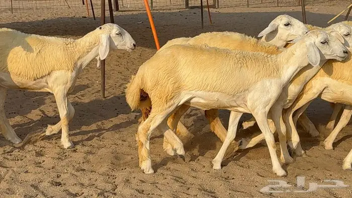 رخال صنف 35 بالفحل 15
