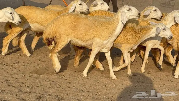 رخال صنف 35 بالفحل 0