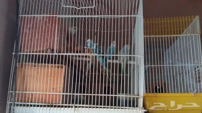 للبيع طيور باتجي 0