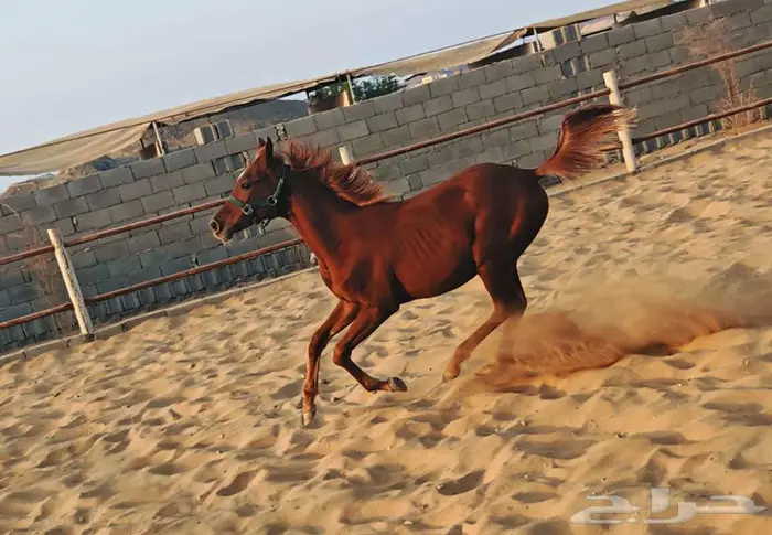 مهرة شعبية للبيع 2