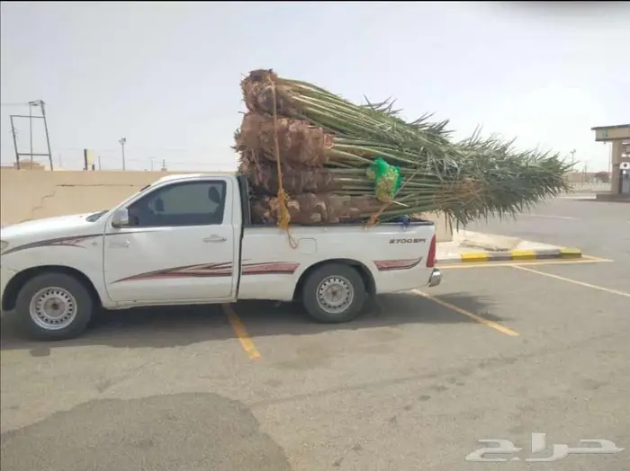 نخل للبيع مثمرة 0