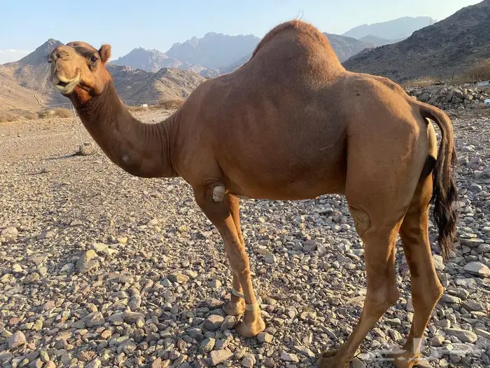 جمل احمر 0