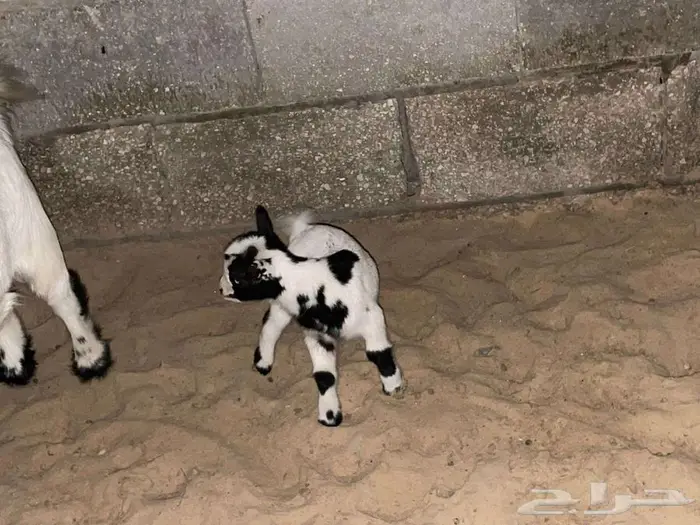 تتوفر تيوس الماعز القزم بيور للبيع تصلح لتربية البيوت 3