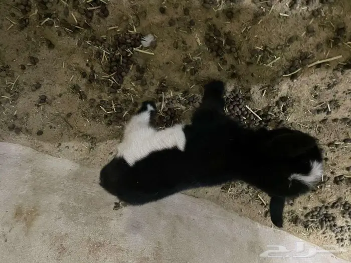 تتوفر تيوس الماعز القزم بيور للبيع تصلح لتربية البيوت 5