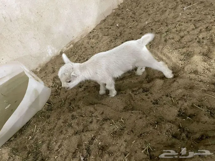 تتوفر تيوس الماعز القزم بيور للبيع تصلح لتربية البيوت 4