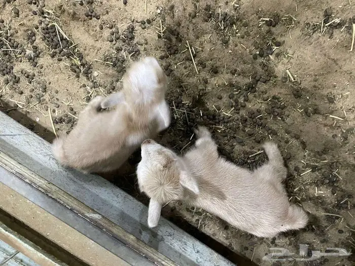 تتوفر تيوس الماعز القزم بيور للبيع تصلح لتربية البيوت 6