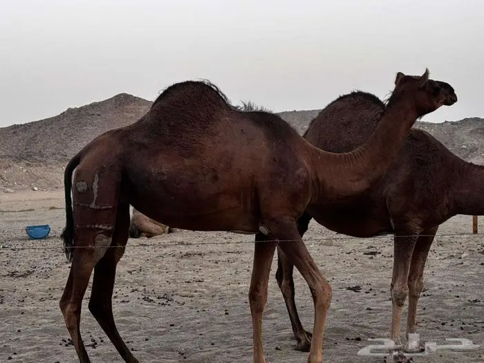 ابل نياق بكار لقح 1