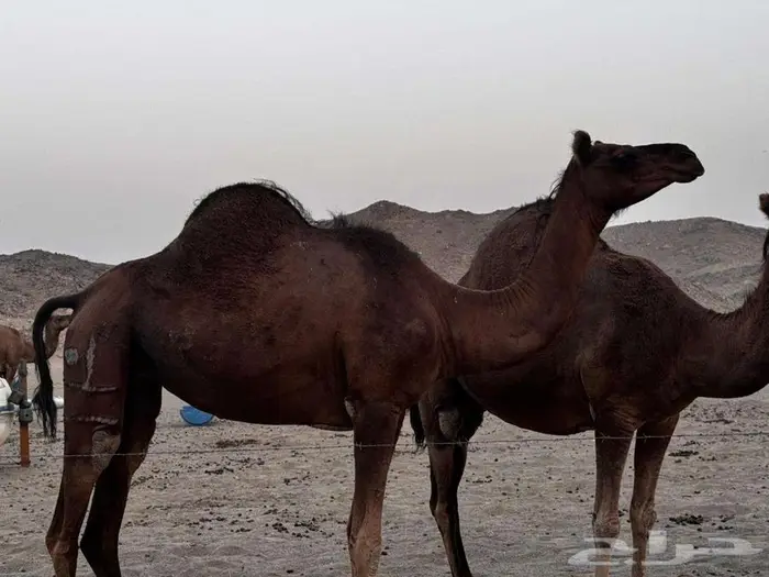 ابل نياق بكار لقح 3