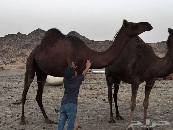 ابل نياق بكار لقح 5