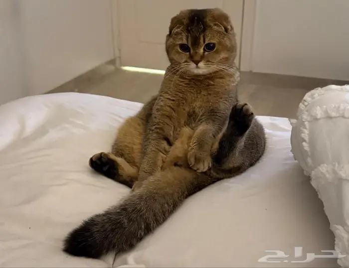 مطلوب ذكر سكوتش ستريت للتزاوج 0
