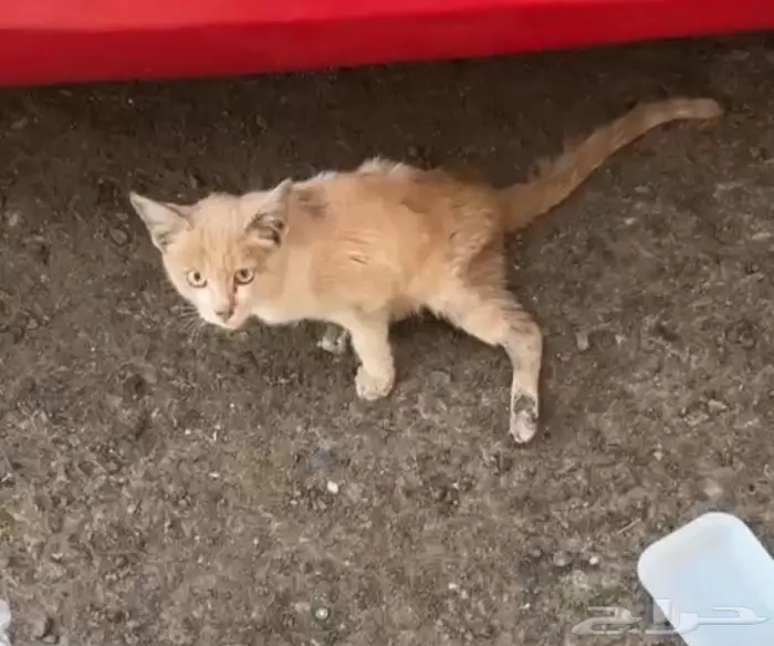 كيتن مضروب ع ظهره يحتاج انقاذ للان بالشارع 0