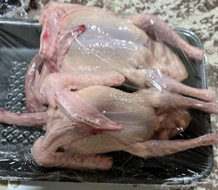 فراخة فرنسي 0