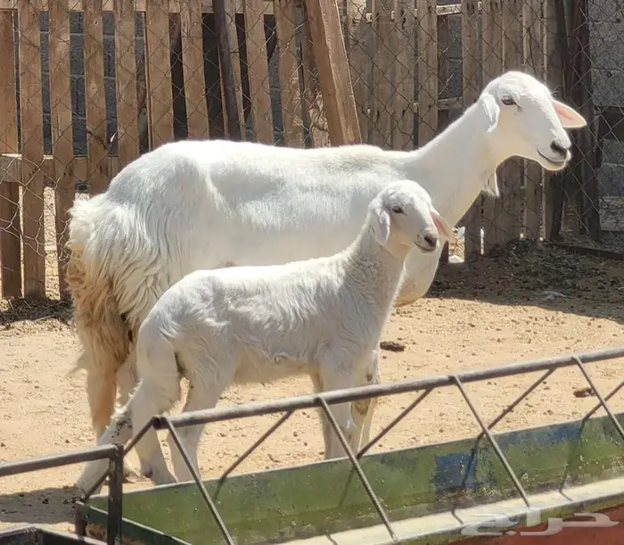 ثنيه والد للبيع 1